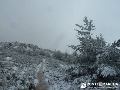 Hayedo de Pedrosa - Parque Natural Sierra Norte de Guadalajara - Hayedo de Tejera Negra